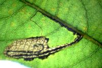 Stigmella salicis