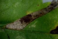 Phyllonorycter tristrigella