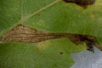 Phyllonorycter tristrigella