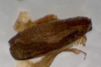 Phyllonorycter tristrigella