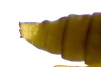Phyllonorycter tristrigella