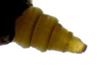 Phyllonorycter tristrigella