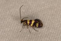 Micropterix allionella