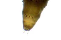 Phyllonorycter quercifoliella