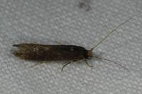 Opogona omoscopa
