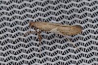 Caloptilia stigmatella