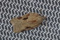 Acleris kochiella