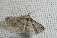 Alucita zonodactyla
