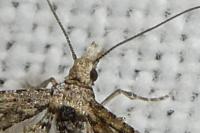 Alucita zonodactyla
