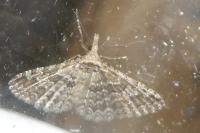 Alucita zonodactyla