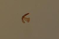 Acleris ferrugana