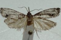 Notocelia incarnatana