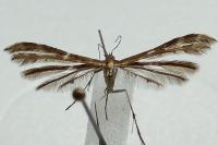 Oxyptilus laetus