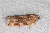 Archips xylosteana