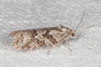 Cnephasia