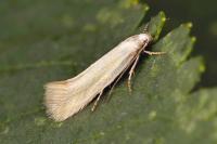 Elachista anserinelloides