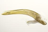 Eana derivana