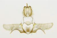 Eana derivana