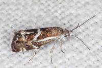 Millieria dolosalis