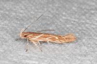 Pyroderces argyrogrammos