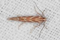 Pyroderces argyrogrammos
