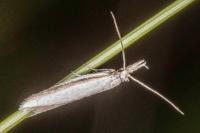 Pleurota ericella