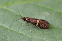 Nemophora associatella