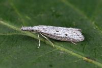 Pleurota gallicella