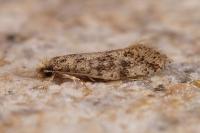 Infurcitinea italica