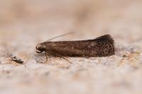 Stomopteryx lusitaniella