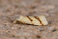 Aethes flagellana