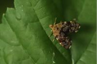 Anthophila fabriciana