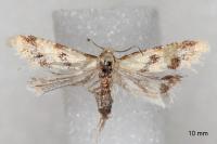 Aethes celsei