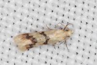 Aethes celsei