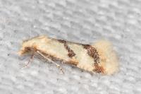 Aethes celsei