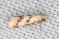 Aethes celsei