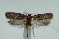 Depressaria