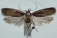 Depressaria pseudobadiella