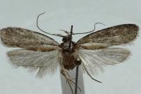 Agonopterix cnicella