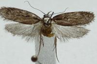 Depressaria