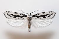 Ethmia candidella