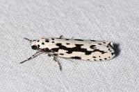 Ethmia candidella