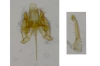 Caryocolum marmoreum marmoreum