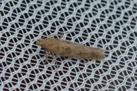 Scrobipalpa salinella