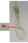 Scrobipalpa salinella