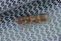 Scrobipalpa salinella