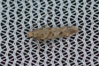 Scrobipalpa salinella
