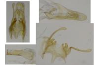 Scrobipalpa salinella