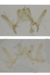 Bucculatrix nigricomella