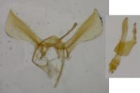 Glyphipterix fuscoviridella